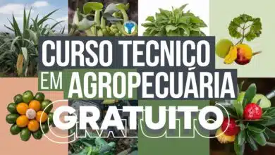 Curso Técnico em Agropecuária EAD no IFRR! 100 vagas em Bonfim e Normandia. Inscrições até 14/04/2025. Use suas notas do Ensino Médio!